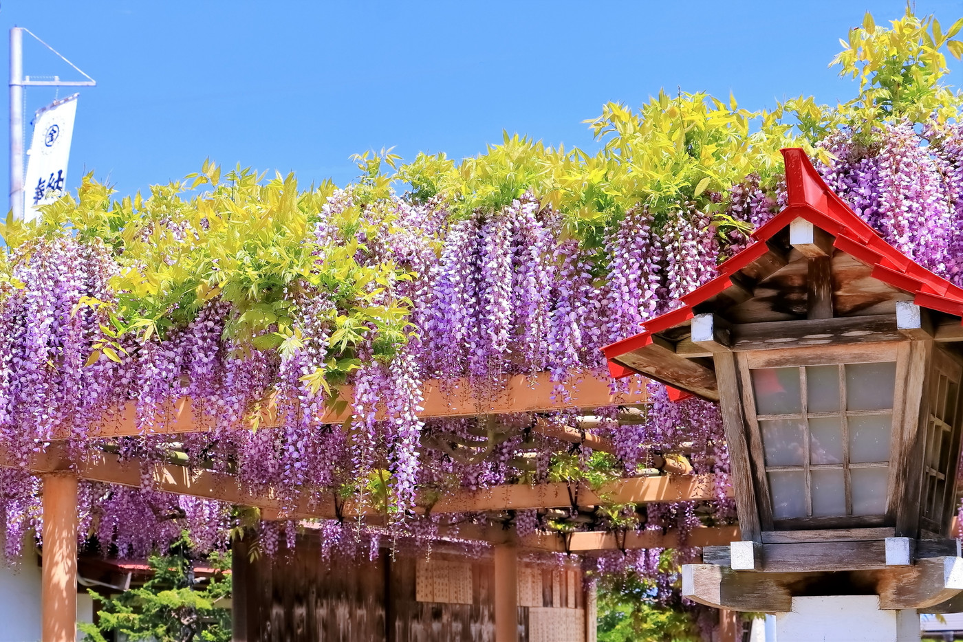 満開の藤の花