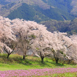 枝垂れ桜が見事！埼玉が誇る大自然「秩父」で楽しめる桜の名所10選