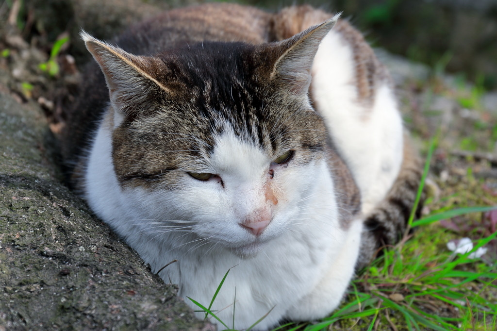 哲学の道で癒しの猫たちがお出迎え1033097