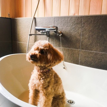 愛犬と一緒に古民家の風情を楽しむホテル4263827