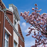 大阪造幣局の名物「桜の通り抜け」で、珍しい桜を愛でるお花見を♪
