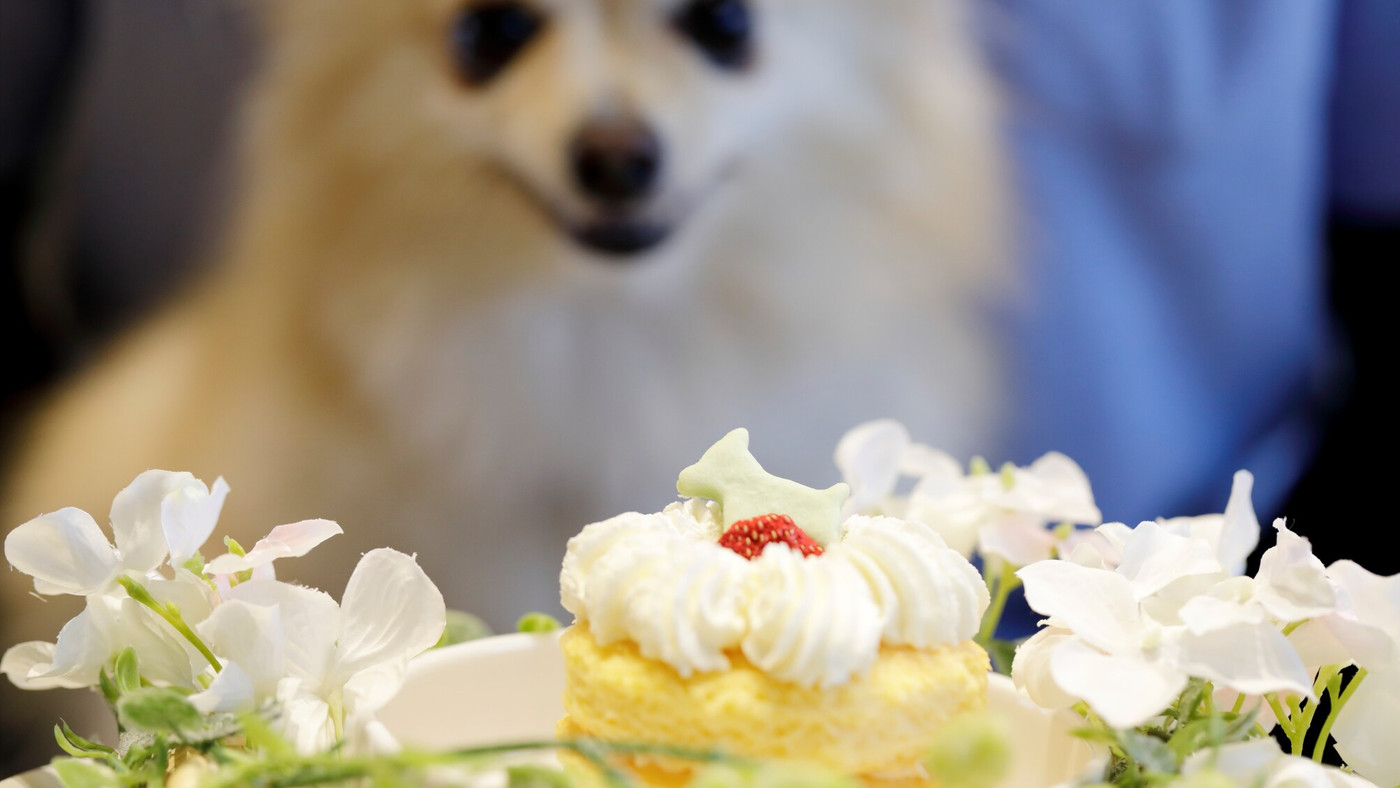 愛犬のお誕生日を祝えるプランも3406427