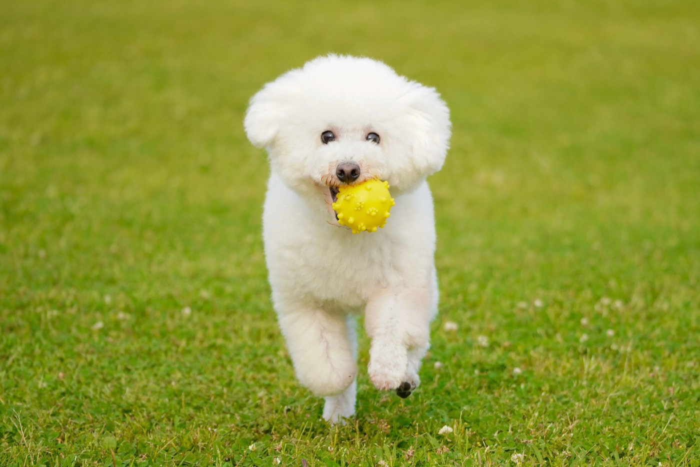 ボール咥え芝生を駆けるトイプードル