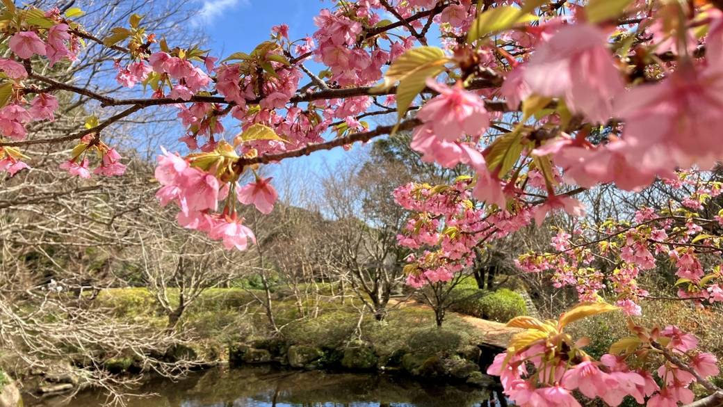 幕山公園② / 4