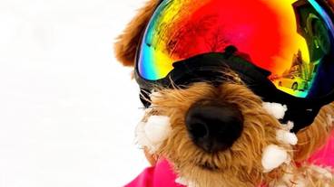 ペット同伴可 / 19