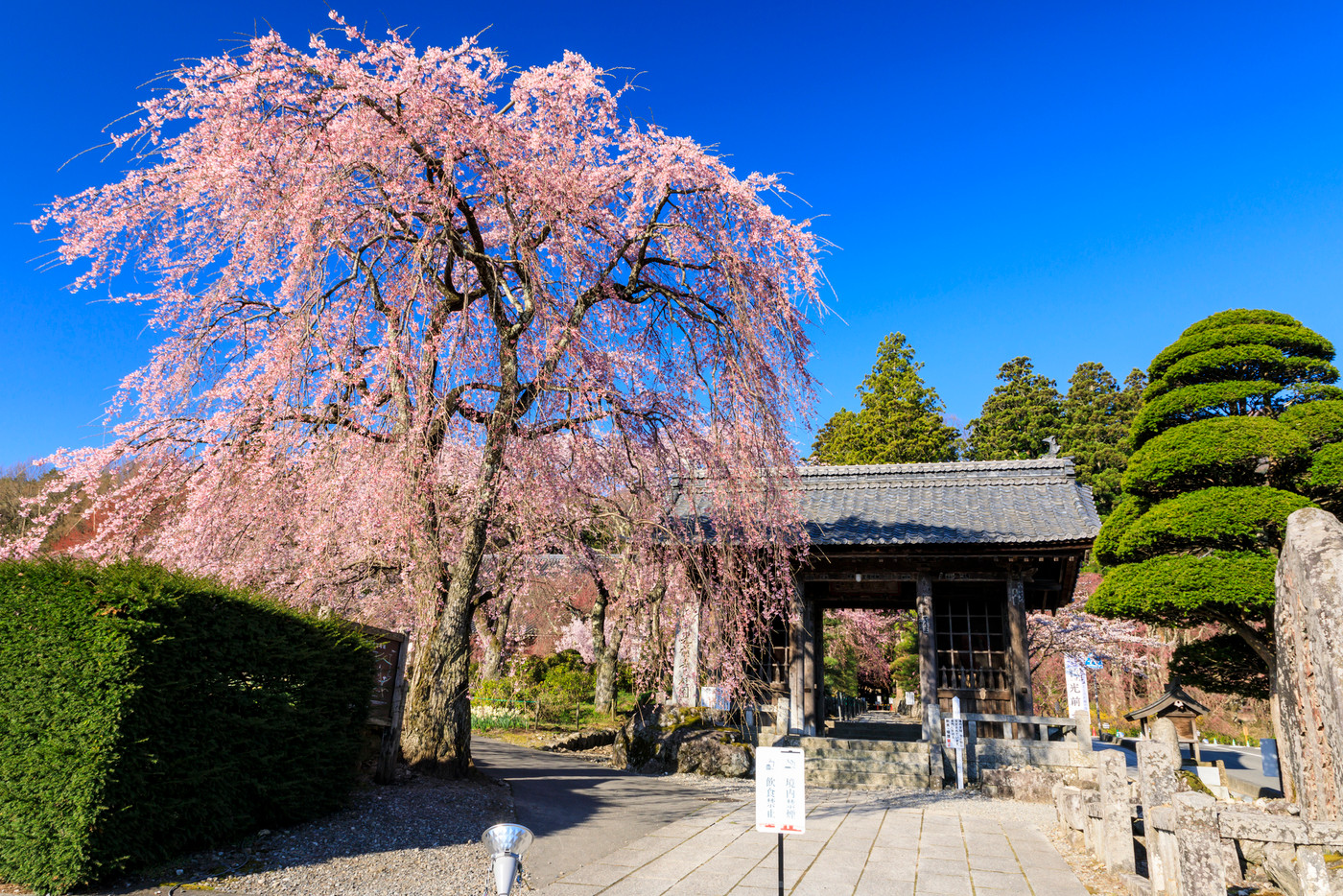 光前寺 桜 水仙