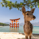 女子ののんびり一人旅in広島。旅のおともにしたいおすすめホテル7選