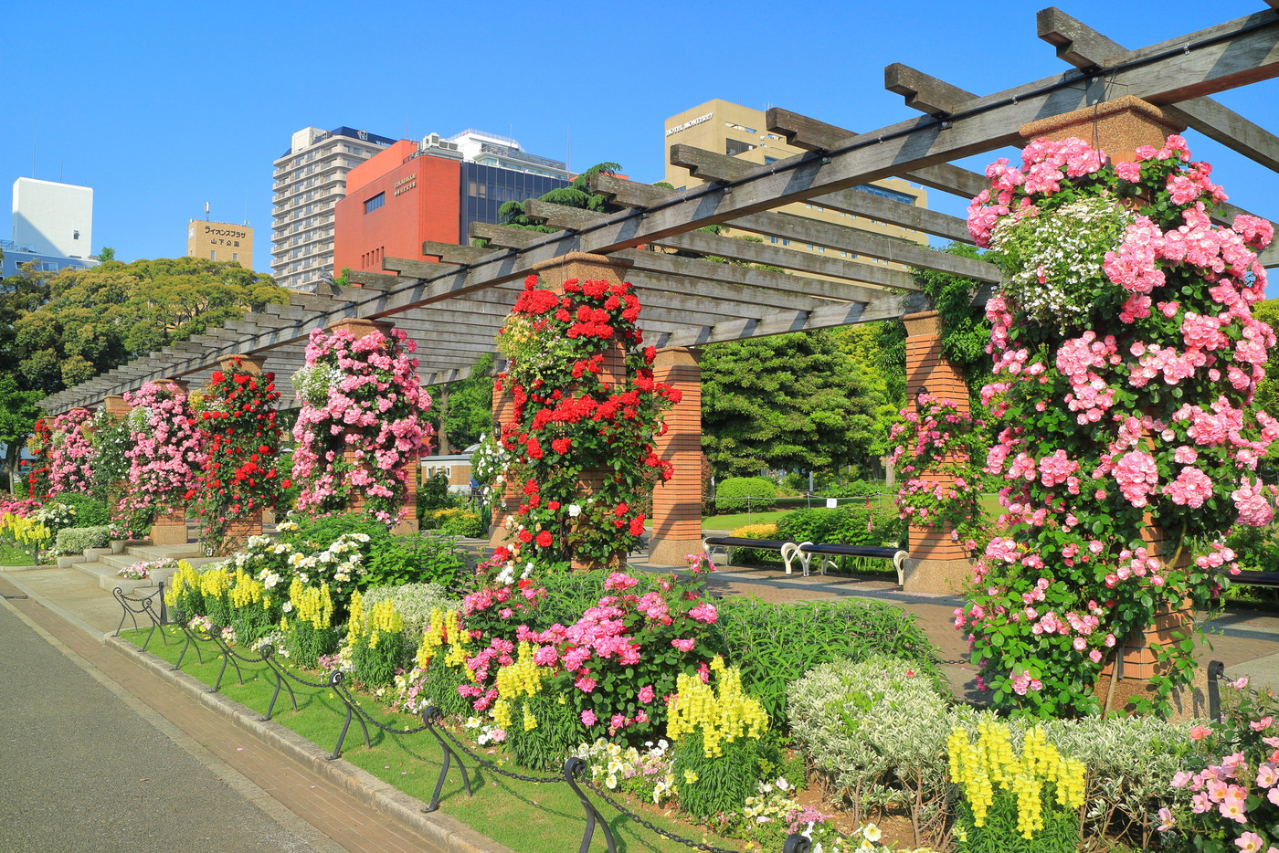 バラが咲き誇る みなとガーデン(山下公園)