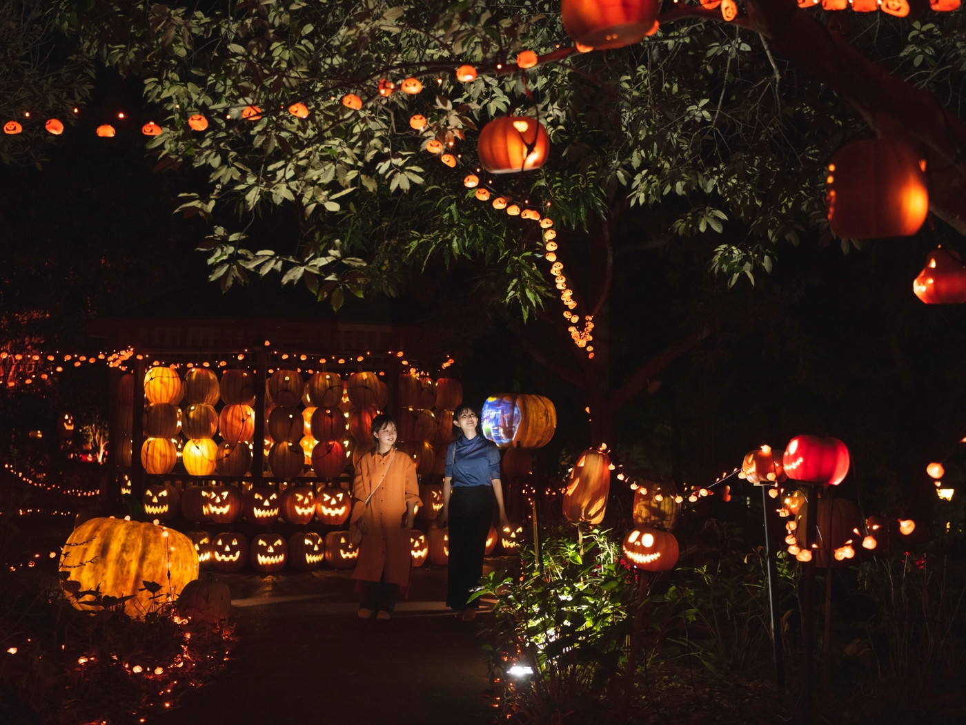 一年中光り輝く感動のイルミネーション3007328