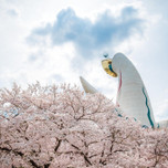 大阪で桜の絶景を見よう！お花見の名所・人気スポット15選