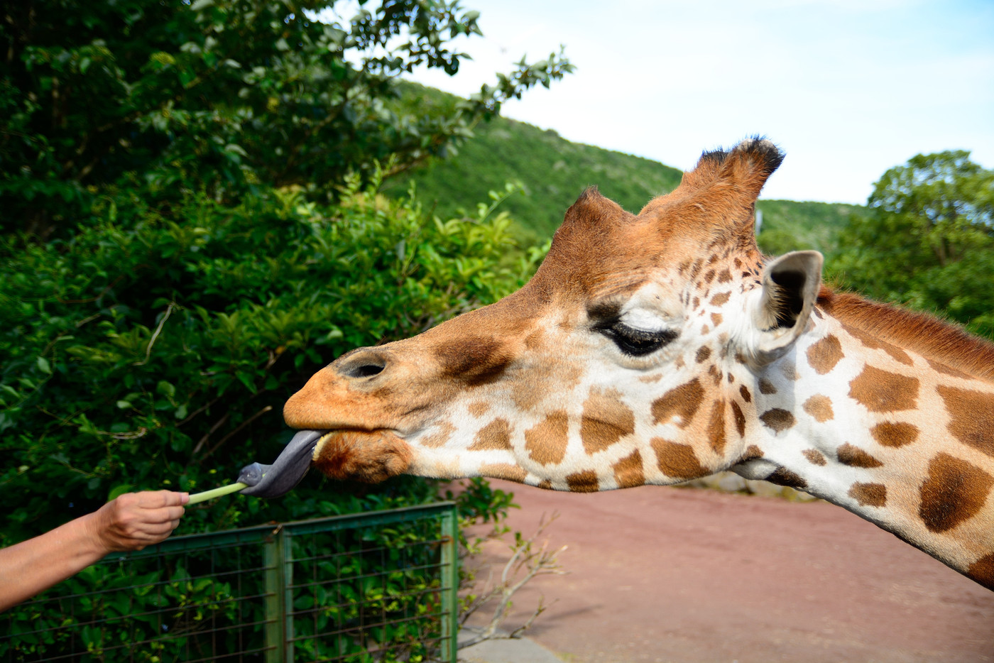 キリンのエサやり
