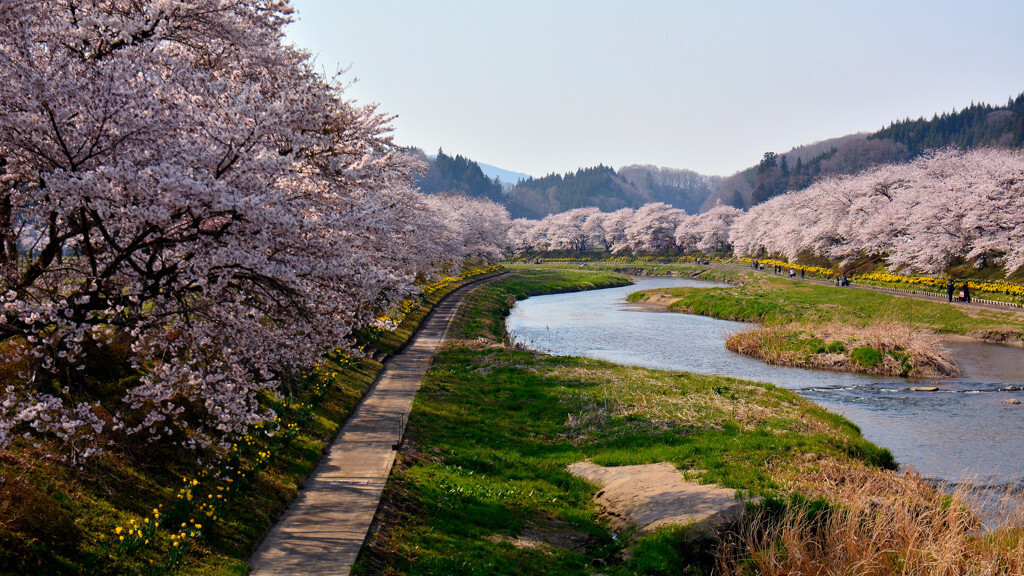 夏井千本桜(小野町)1050988
