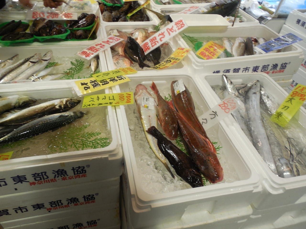 Yokosuka Port Market（よこすかポートマーケット）803958