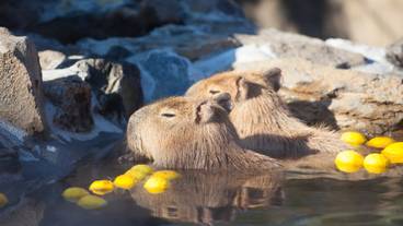伊豆シャボテン動物公園 / 2