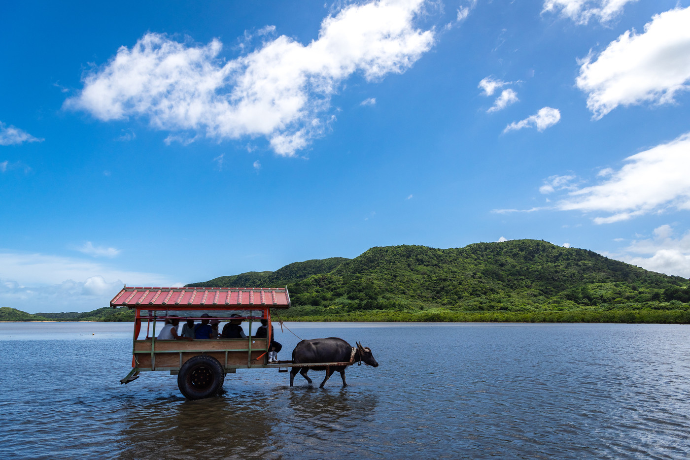 西表島　由布島の水牛車