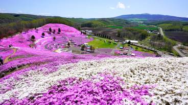 ひがしもこと芝桜公園 / 2