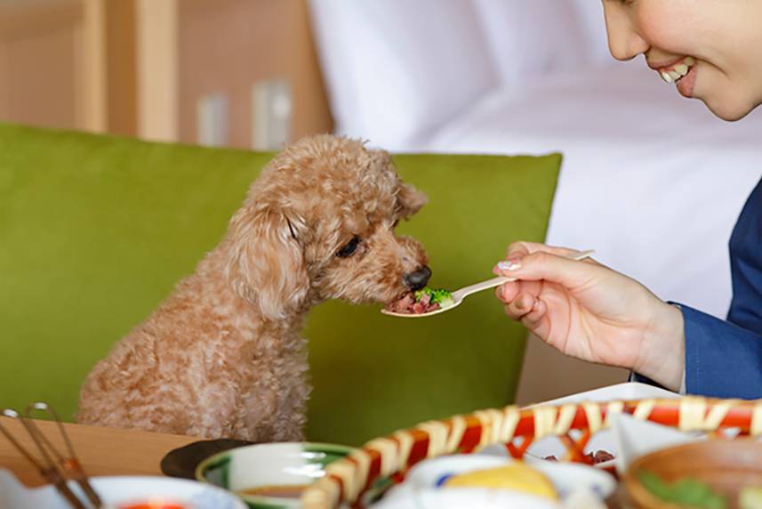 ゆったりお部屋食
愛犬用のごちそうも◎ / 2