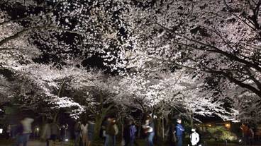 観光スポット / 11