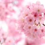 桜の名所で春の絶景を！三重のおすすめお花見スポット10選