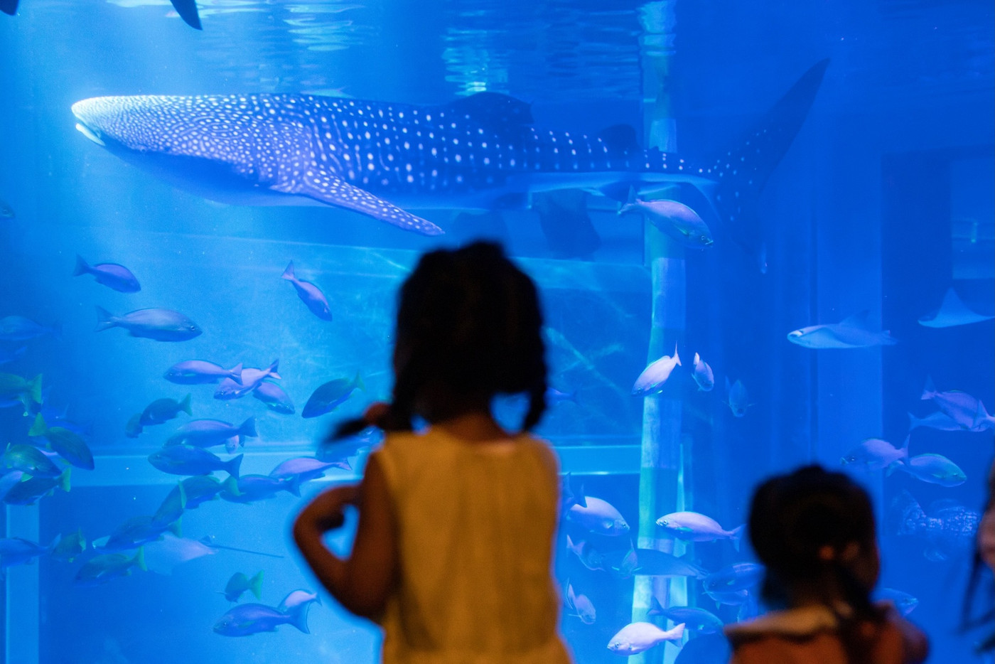 のとじま水族館 覗き込む女の子⑤