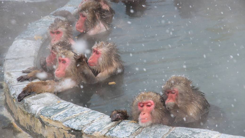 温泉につかるニホンザル / 1