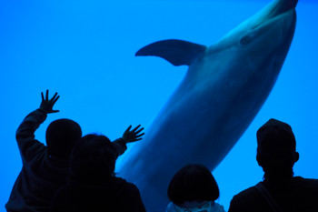 Dolphin tank family