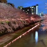 夜でも桜が楽しめる！夜桜＆ライトアップされる東京の名所10選