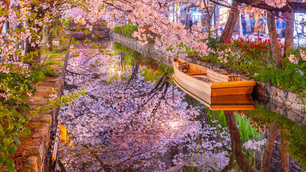 高瀬川の桜が美しい「木屋町通」 / 4