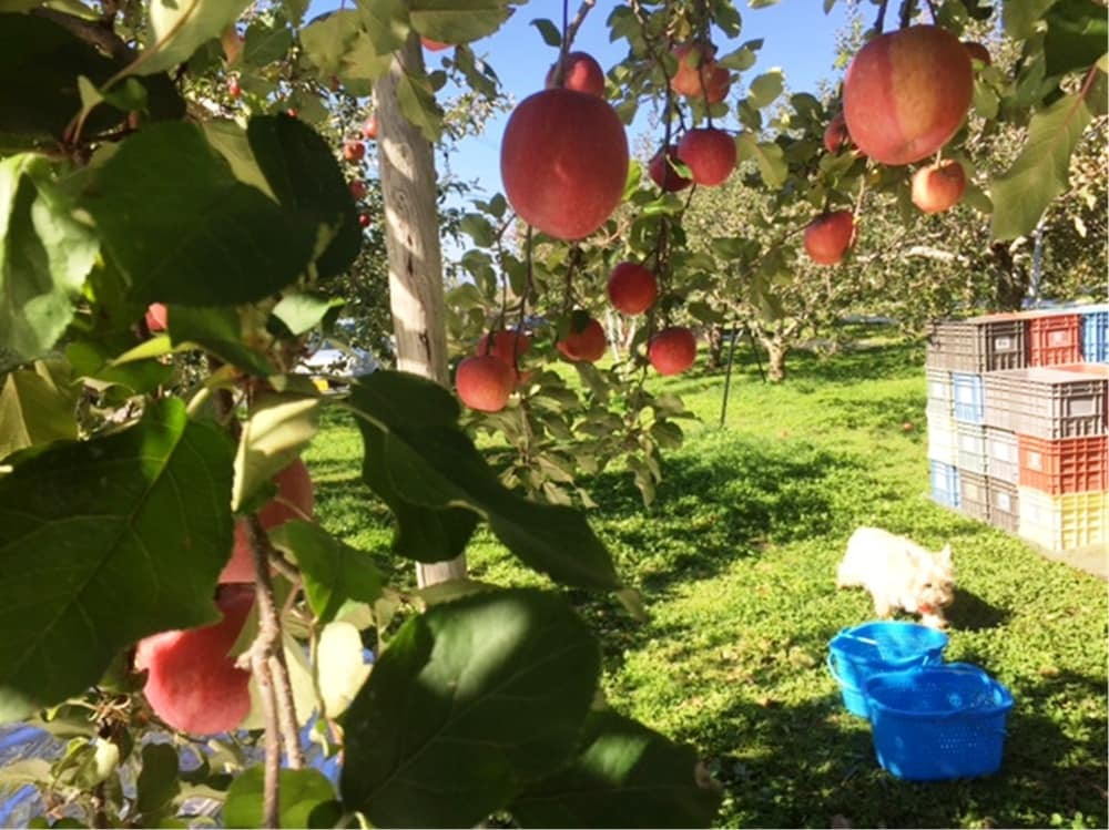 マウンテン ビュー