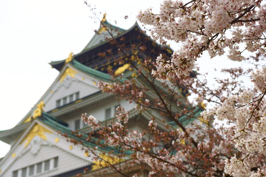 5.デートの定番場所にしたくなる「大阪城公園(大阪市中央区)」1937667