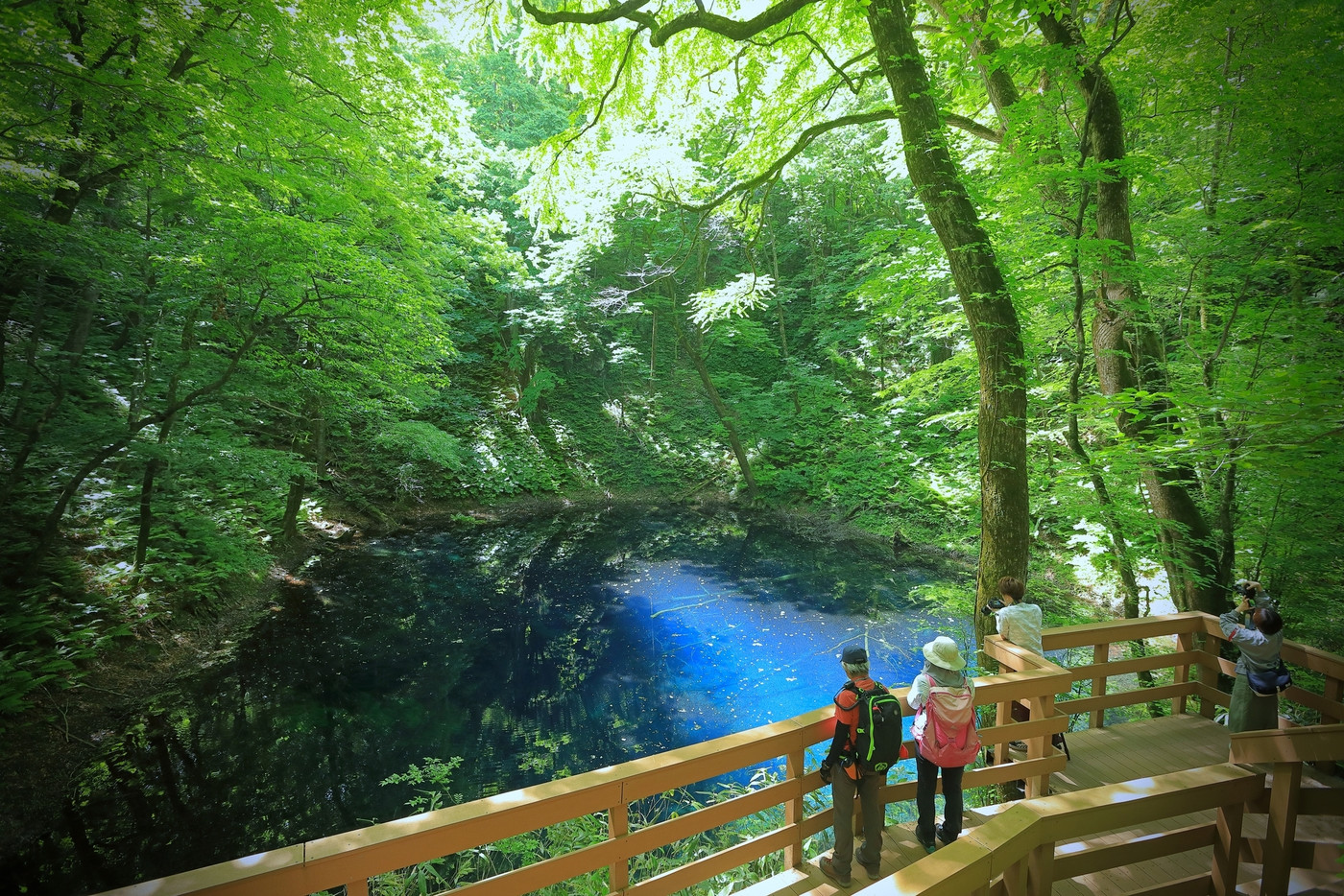 青池の見学デッキ