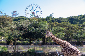 Izu Animal Kingdom | Reticulated giraffe