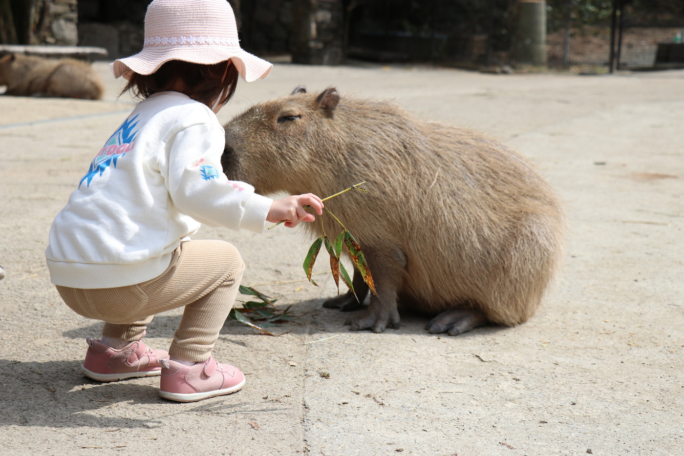 カピバラに餌やりをする女の子、長崎バイオパーク、動物園、親子、楽しい