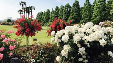 新宿御苑・バラ / 1