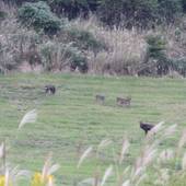 湯布院塚原高原 絶景の宿 恵里菜 KUMAGAI BOKUJO（大分県 ペンション） / 3