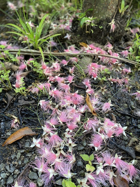 翌朝　地面一面に散ったサガリバナ