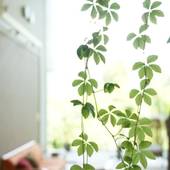 箱根強羅温泉 楽々花（ららか）（神奈川県 旅館） / 3