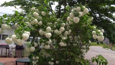 施設の敷地 / 25