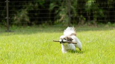 ペットヴィラ③ / 16