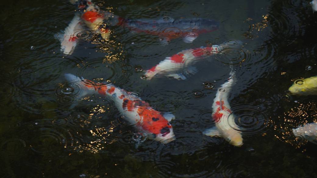 庭園の錦鯉 / 4