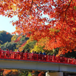 紅葉の名所を歩くデートへ♡もみじまつりも楽しめる愛知「香嵐渓」が素敵！