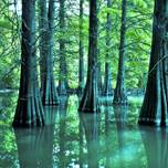 ジブリ映画「もののけ姫」のような絶景！福岡の「篠栗九大の森」