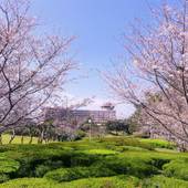 指宿温泉 指宿いわさきホテル(鹿児島県 リゾートホテル) / 4