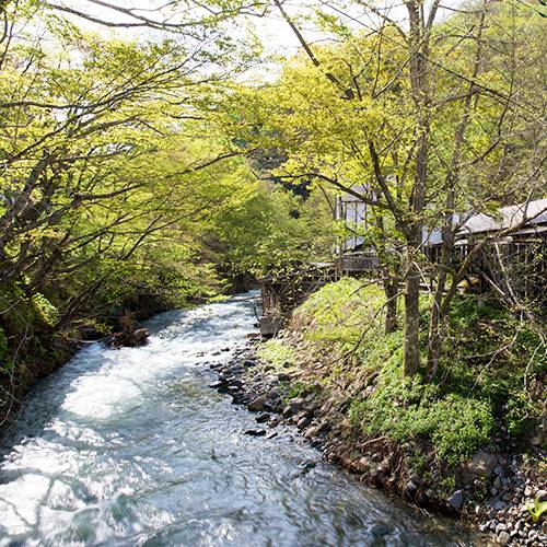 敷地内を流れる「木の根沢川」 / 4