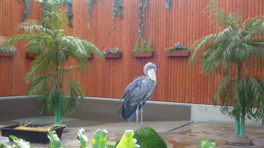 「掛川花鳥園」のハシビロコウ / 1