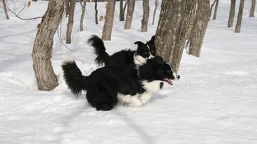 ペット同伴可 / 3