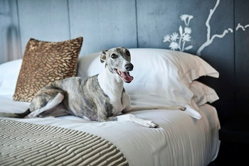 愛犬だって一緒がいい♡ペットも一緒におこもりステイ4283781