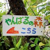 やんばるの森（沖縄県 民宿） / 3