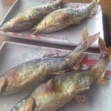 大瀬観光やな（オオセカンコウヤナ）