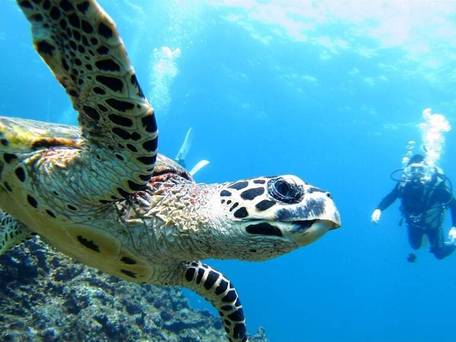 アラマンダ インギャーコーラルヴィレッジ / 4